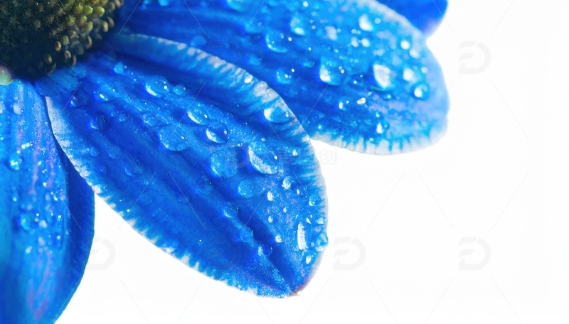 高清大图下载【趣麦麦图】蓝色花瓣水珠覆盖景象1