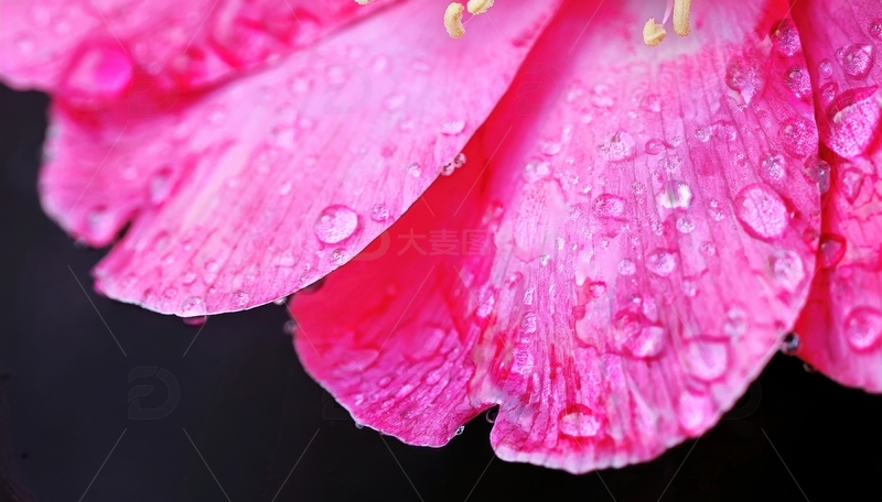 高清大图下载【趣麦麦图】带水珠的玫红色花瓣