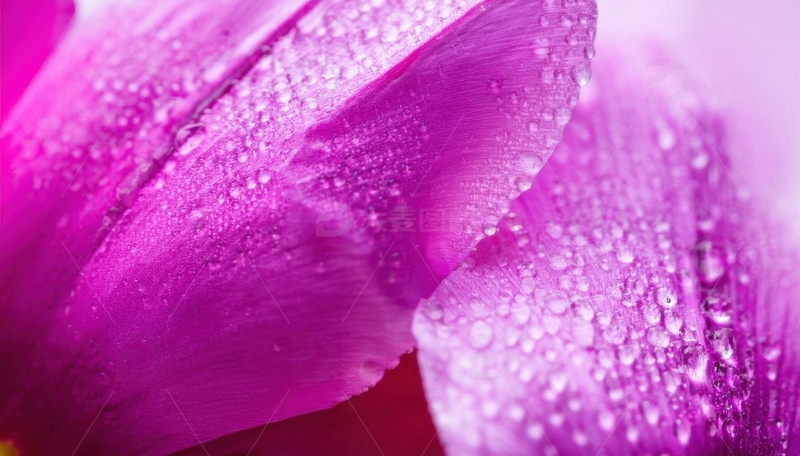 高清大图下载【趣麦麦图】带水珠的粉色花瓣近景1