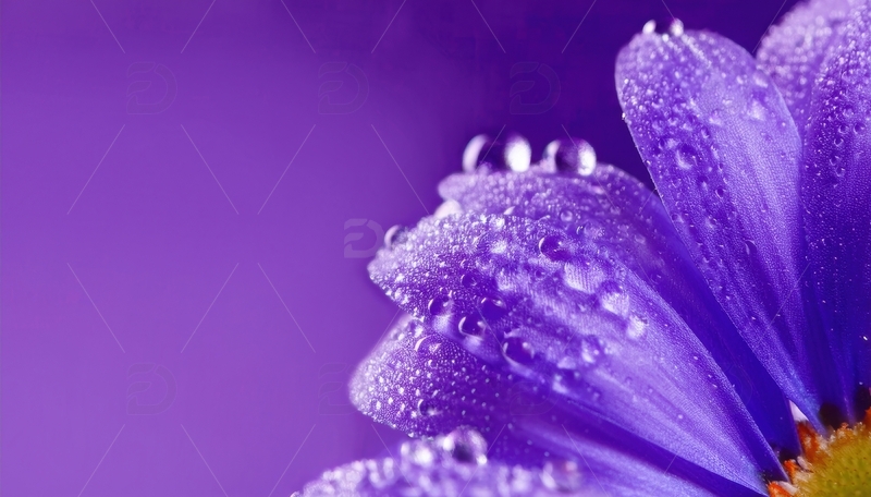 高清大图下载【趣麦麦图】紫色花瓣水珠点缀画面
