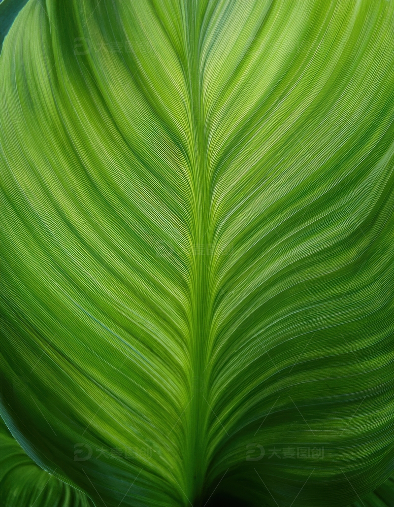 高清大图下载【趣麦麦图】绿色叶片的纹理细节图
