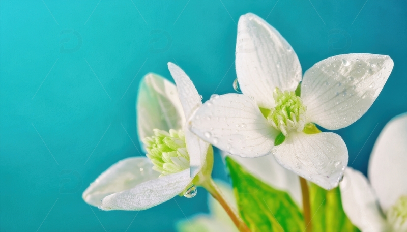 高清大图下载【趣麦麦图】覆水珠的白色花卉景致