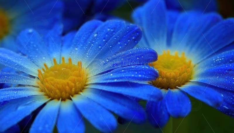 高清大图下载【趣麦麦图】带水珠的蓝色雏菊花