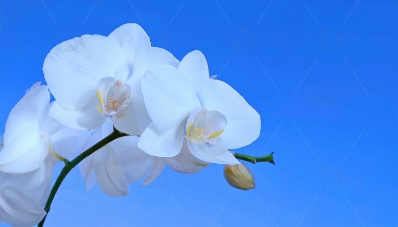 高清大图下载【趣麦麦图】白色兰花与蓝天背景