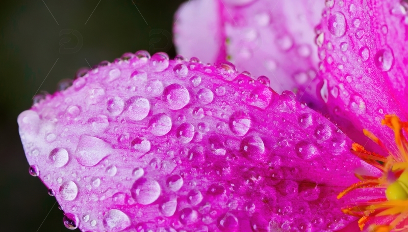 高清大图下载【趣麦麦图】带水珠的粉色花瓣特写3