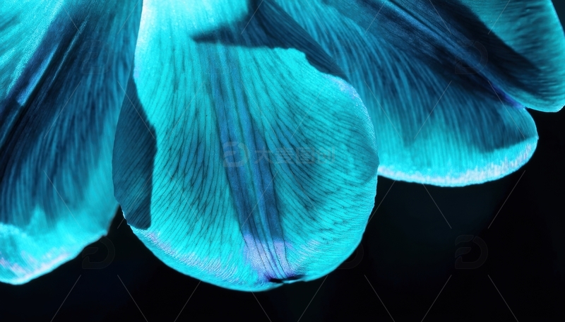 高清大图下载【趣麦麦图】蓝紫色花瓣的光影特写