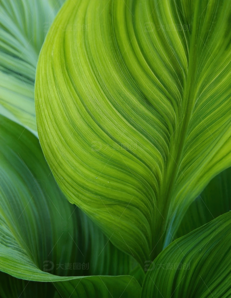 高清大图下载【趣麦麦图】波浪纹绿色叶片景致