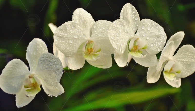 高清大图下载【趣麦麦图】覆水珠的白色兰花景致