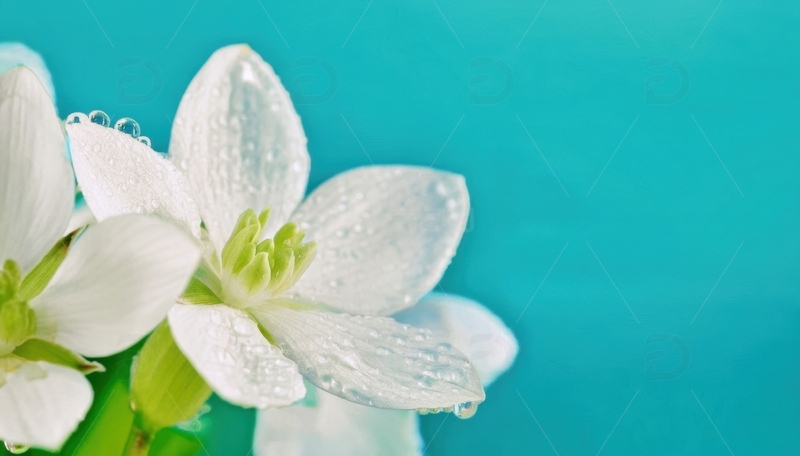 高清大图下载【趣麦麦图】带水珠的白色小花近景