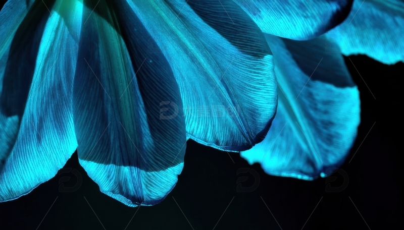 高清大图下载【趣麦麦图】蓝紫色花瓣的夜间光影