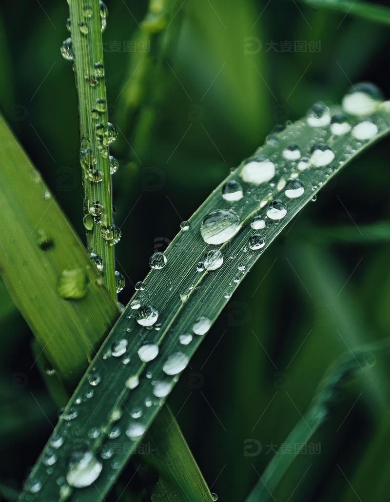 高清大图下载【趣麦麦图】覆水珠的细长草叶景致