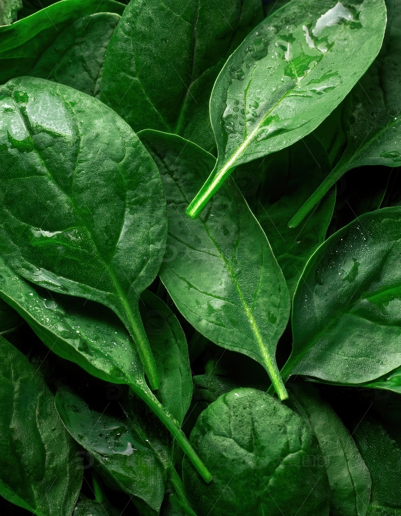 高清大图下载【趣麦麦图】带水珠的新鲜菠菜叶