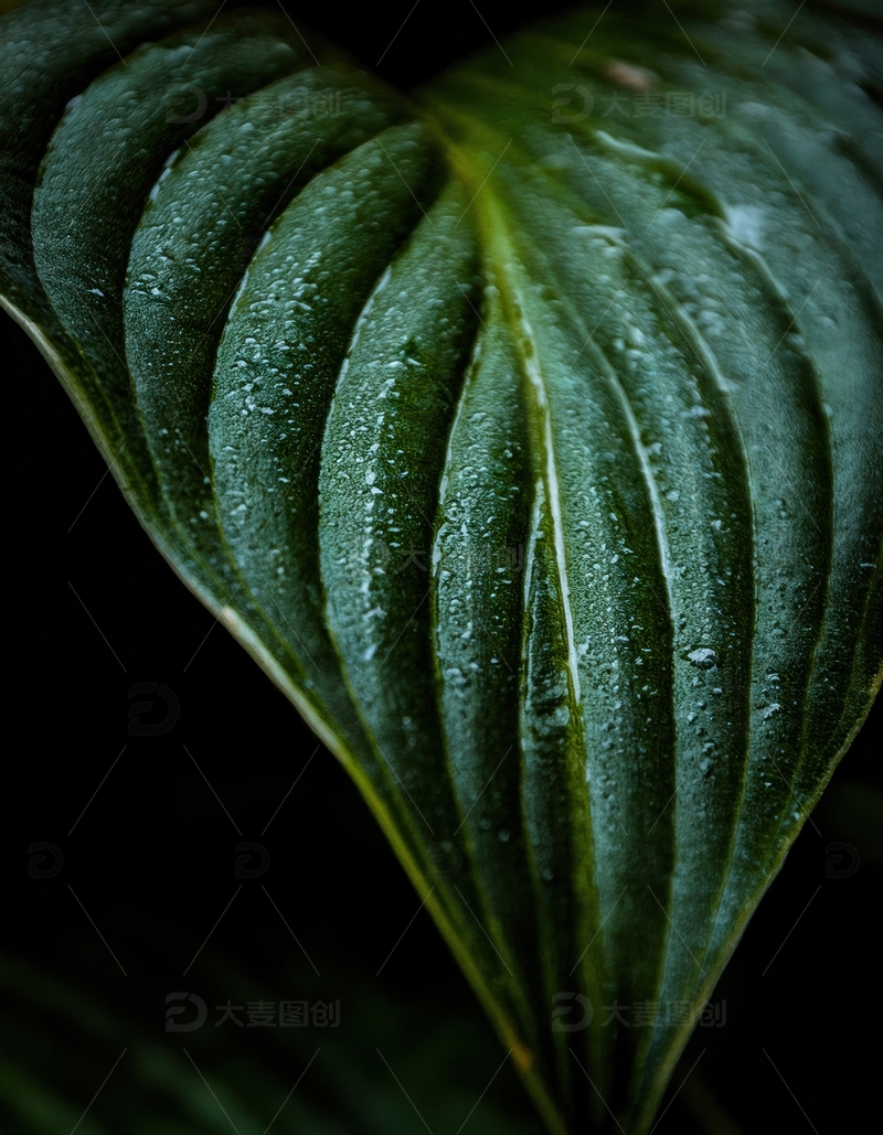 高清大图下载【趣麦麦图】覆水珠的深绿叶片近景