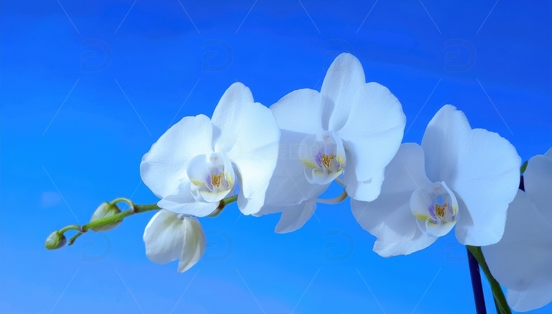 高清大图下载【趣麦麦图】蓝天映衬下的白色兰花1