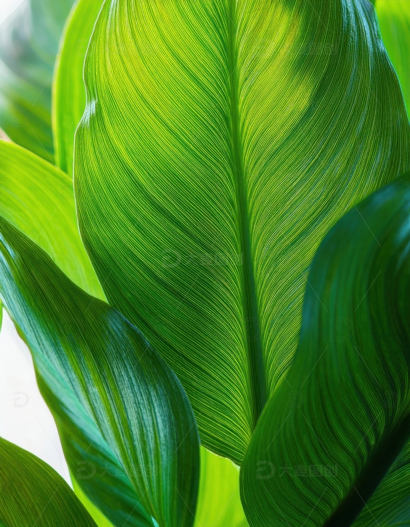 高清大图下载【趣麦麦图】大型绿色叶片的纹理展示