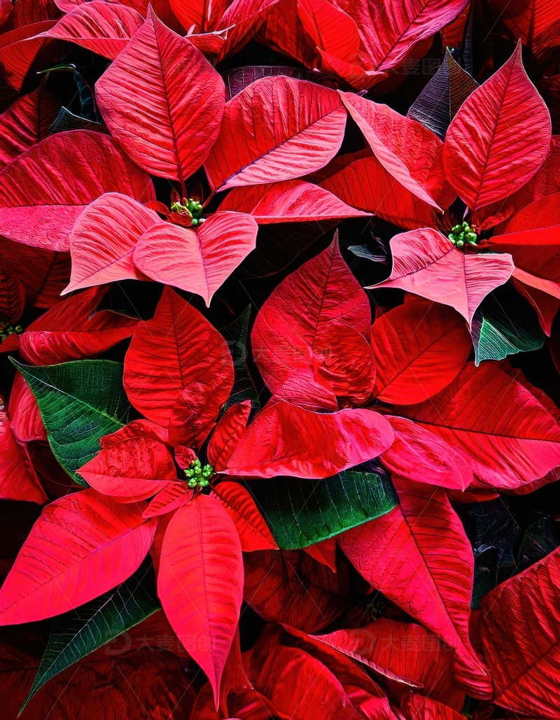 高清大图下载【趣麦麦图】红色一品红叶片簇生景观