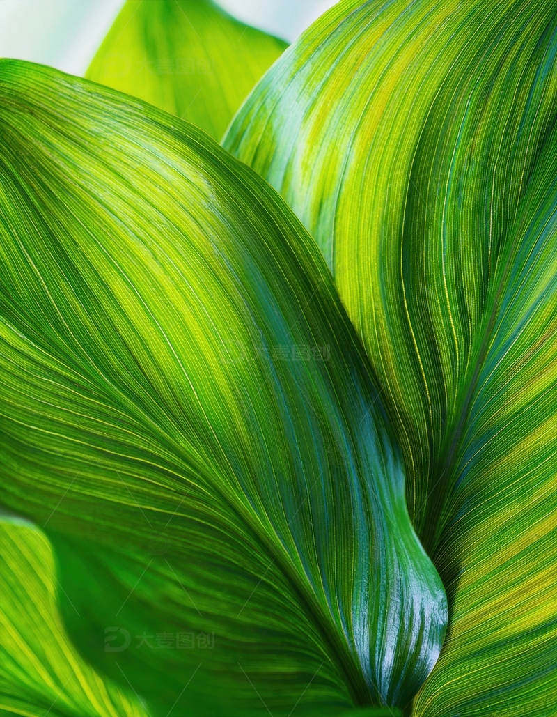 高清大图下载【趣麦麦图】鲜绿叶片的纹理脉络特写