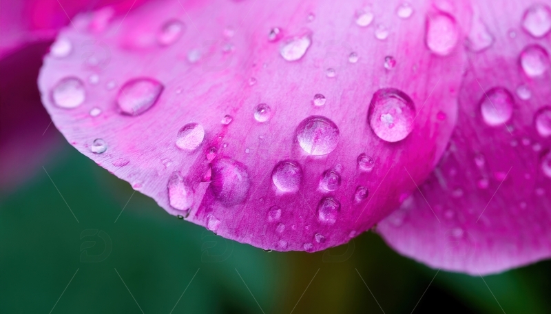 高清大图下载【趣麦麦图】带水珠的粉色花瓣特写2