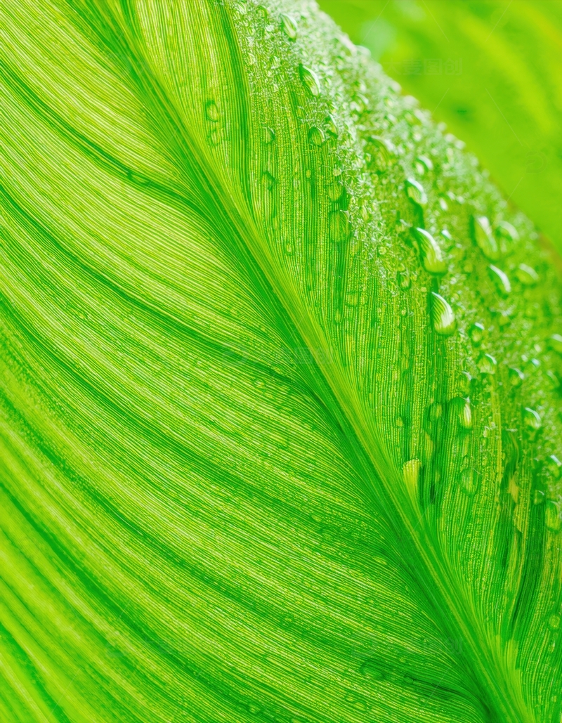 高清大图下载【趣麦麦图】带露珠的翠绿叶片纹理