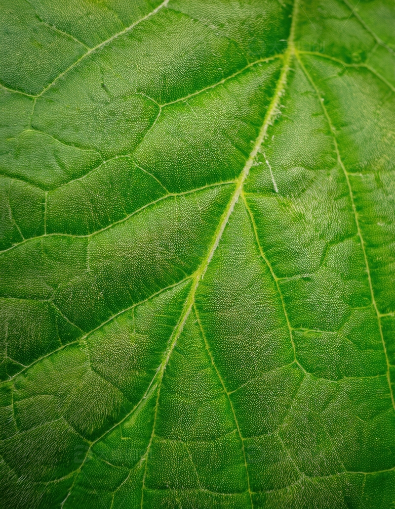 高清大图下载【趣麦麦图】绿色叶片的纹理细节呈现