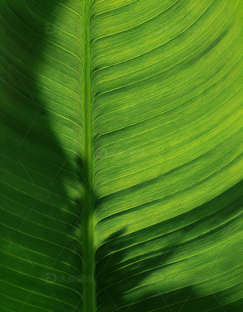 高清大图下载【趣麦麦图】绿色叶片的光影纹理