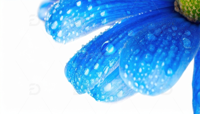 高清大图下载【趣麦麦图】蓝色花瓣的水珠排列画面