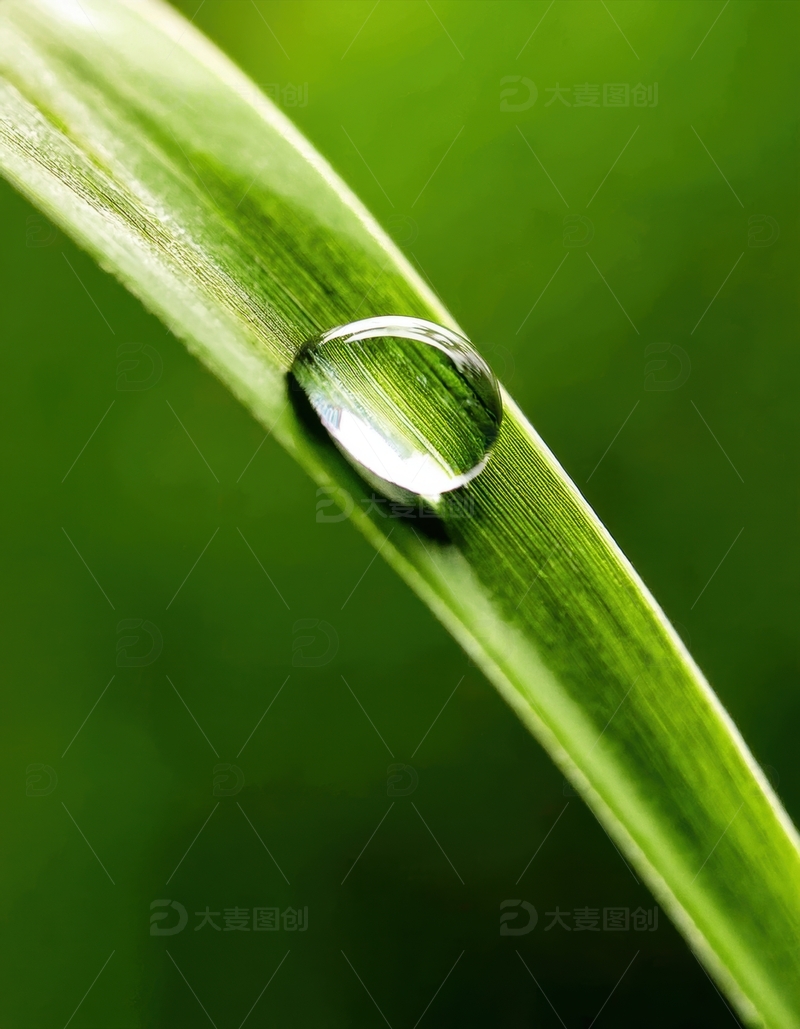 高清大图下载【趣麦麦图】绿叶上的晶莹水珠特写