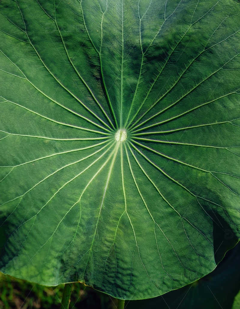 高清大图下载【趣麦麦图】绿色荷叶的脉络纹理特写