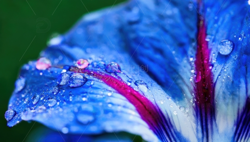 高清大图下载【趣麦麦图】蓝紫花瓣带水珠特写