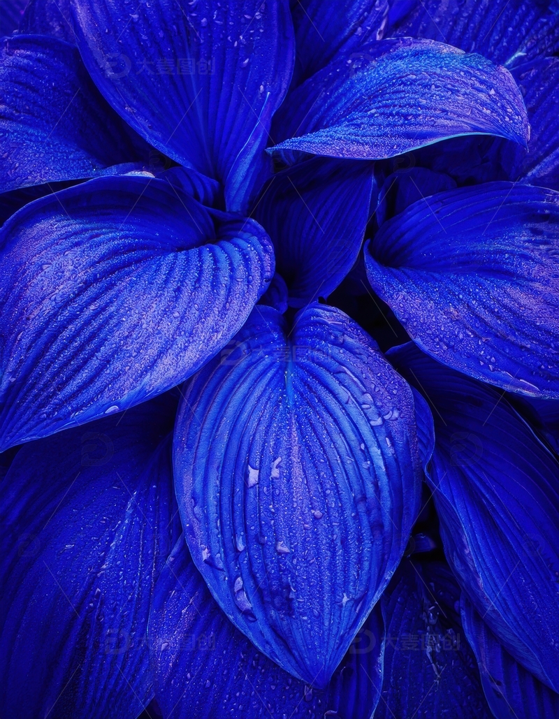 高清大图下载【趣麦麦图】覆水珠的蓝色叶片近景