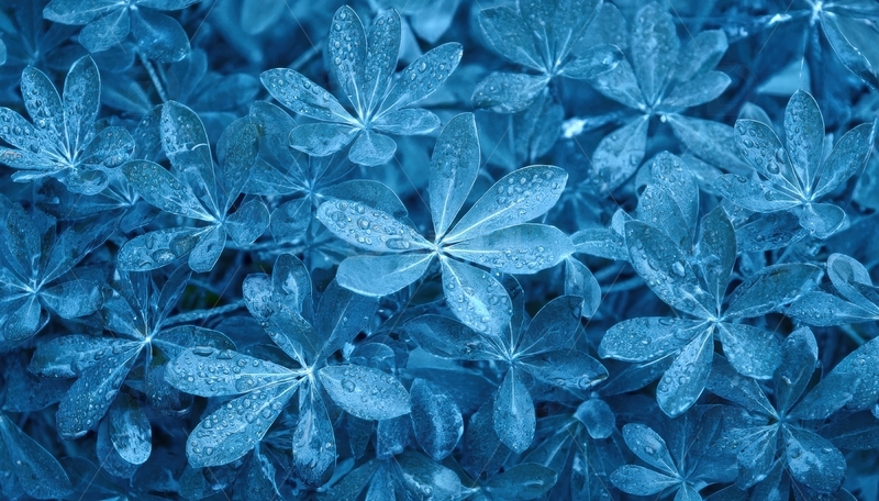 高清大图下载【趣麦麦图】覆水珠的蓝色叶丛景观