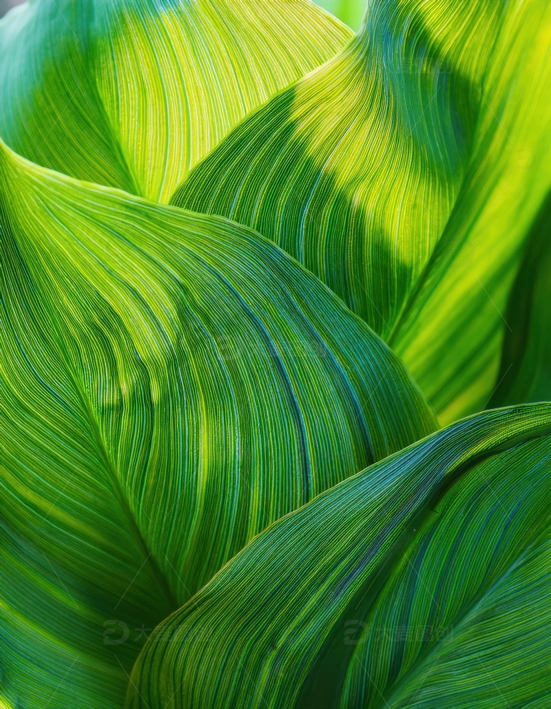 高清大图下载【趣麦麦图】光影下的绿色叶片景致