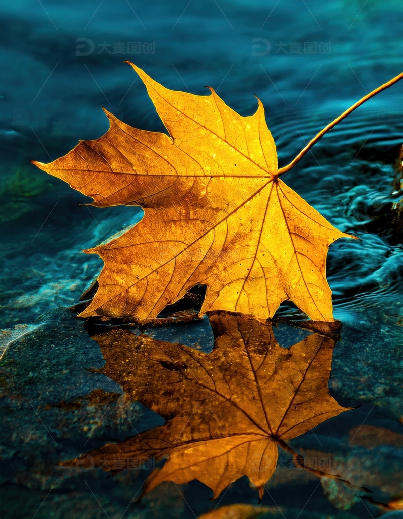 高清大图下载【趣麦麦图】水面上的金黄枫叶倒影
