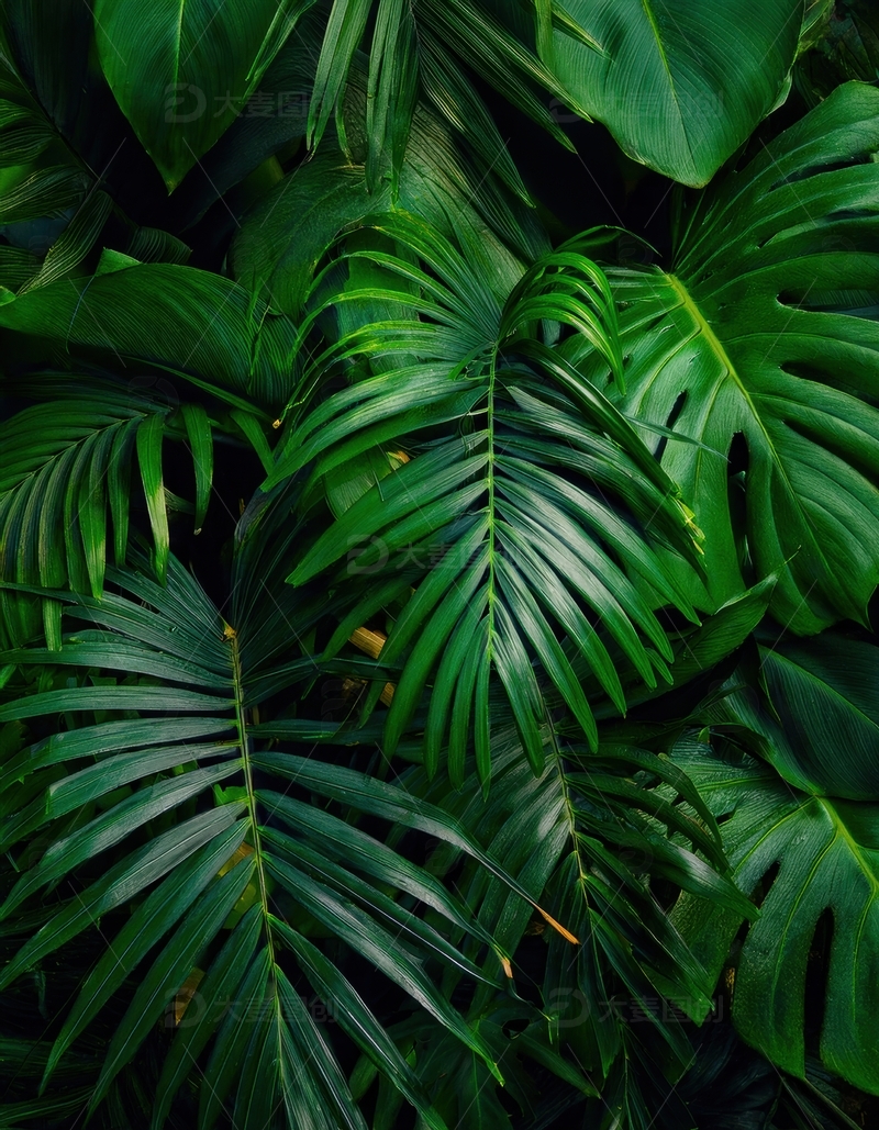 高清大图下载【趣麦麦图】龟背竹叶的密集排列