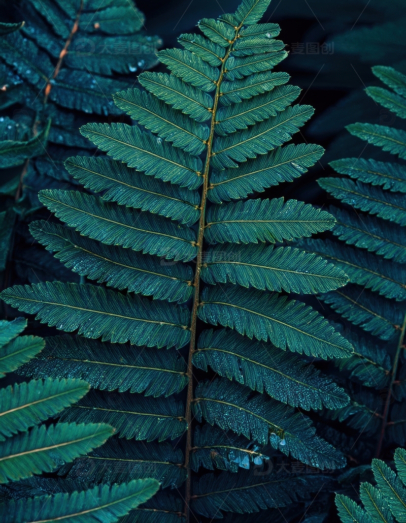 高清大图下载【趣麦麦图】深绿蕨类叶片纹理特写