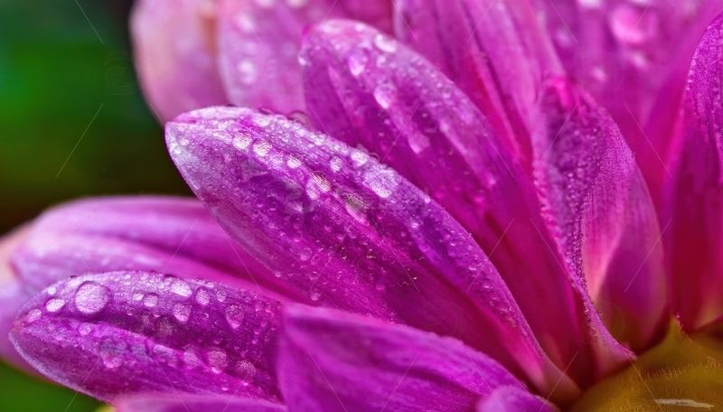 高清大图下载【趣麦麦图】带水珠的紫色花瓣特写3