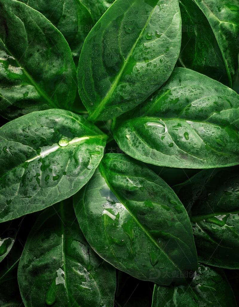 高清大图下载【趣麦麦图】覆水珠的菠菜叶片集合