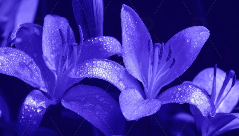 高清大图下载【趣麦麦图】带水珠的紫色花卉群