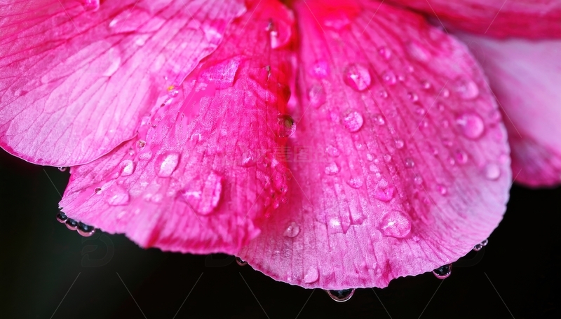 高清大图下载【趣麦麦图】粉色花瓣上的水珠特写1
