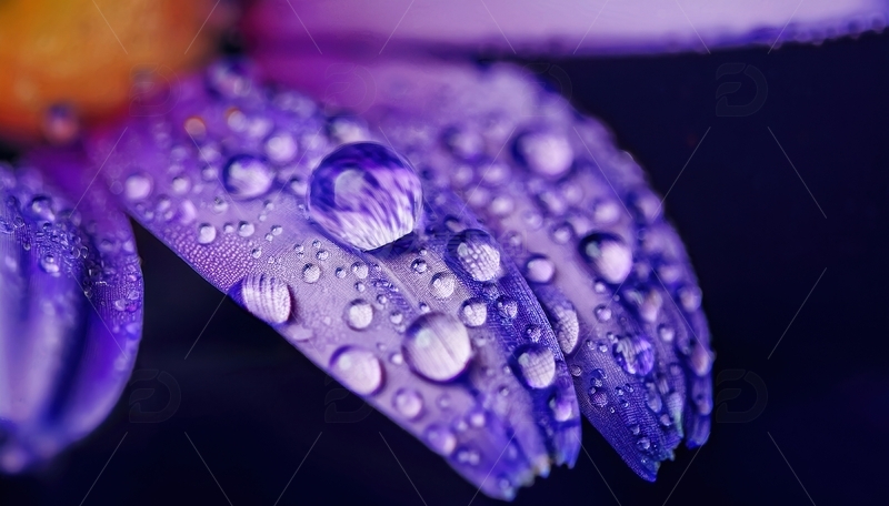 高清大图下载【趣麦麦图】紫色花瓣上的水珠特写