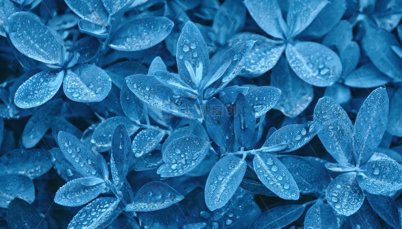 高清大图下载【趣麦麦图】带水珠的蓝色叶片群