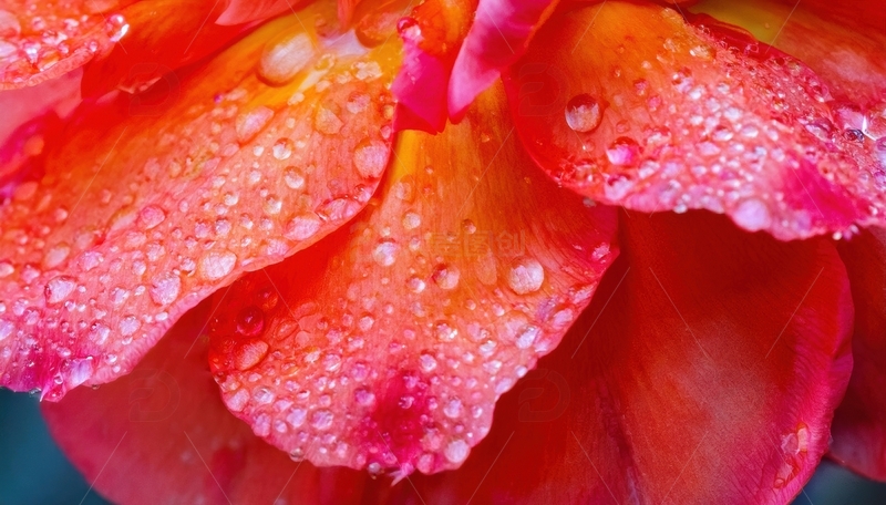 高清大图下载【趣麦麦图】橙红色花瓣水珠特写1