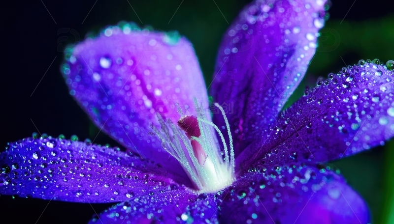 高清大图下载【趣麦麦图】带水珠的紫色小花特写