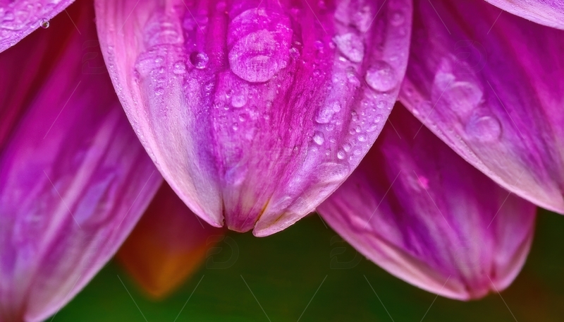 高清大图下载【趣麦麦图】覆水珠的紫色花瓣景致1