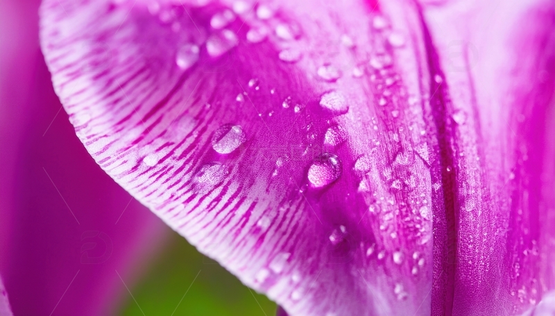 高清大图下载【趣麦麦图】带水珠的粉色郁金香花瓣