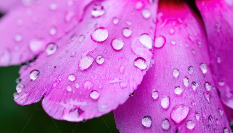高清大图下载【趣麦麦图】粉色花瓣上的水珠特写