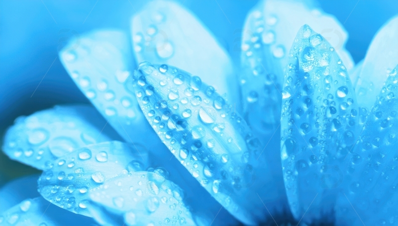 高清大图下载【趣麦麦图】带水珠的蓝色花瓣景致2
