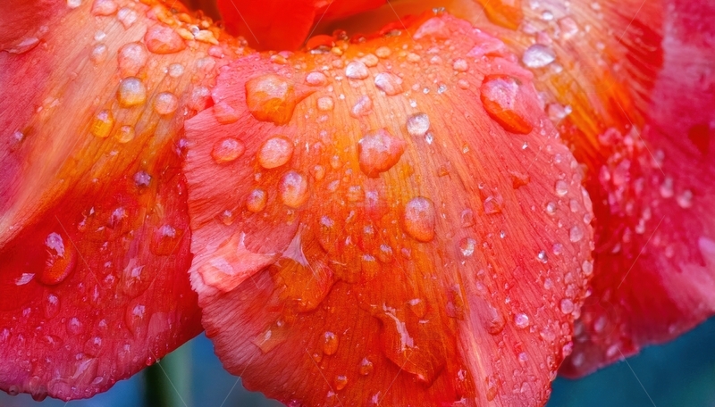 高清大图下载【趣麦麦图】带水珠的橙红色花瓣
