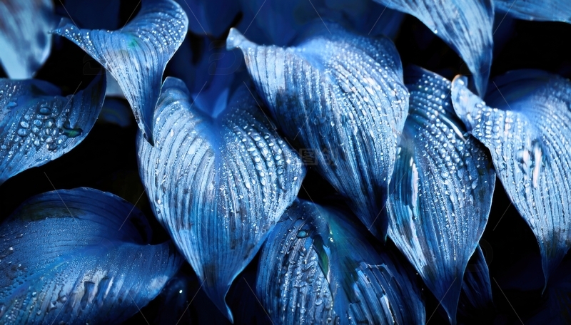 高清大图下载【趣麦麦图】覆水珠的蓝色叶片景致1