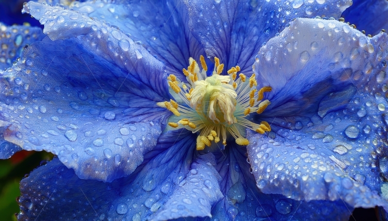 高清大图下载【趣麦麦图】带水珠的蓝色花朵